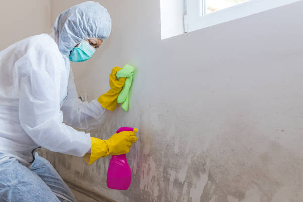 Best Black Mold Removal in Mitchellville, MD